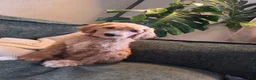 Labradoodle dogs for sale: Melody - Pink collar  - Ad 6