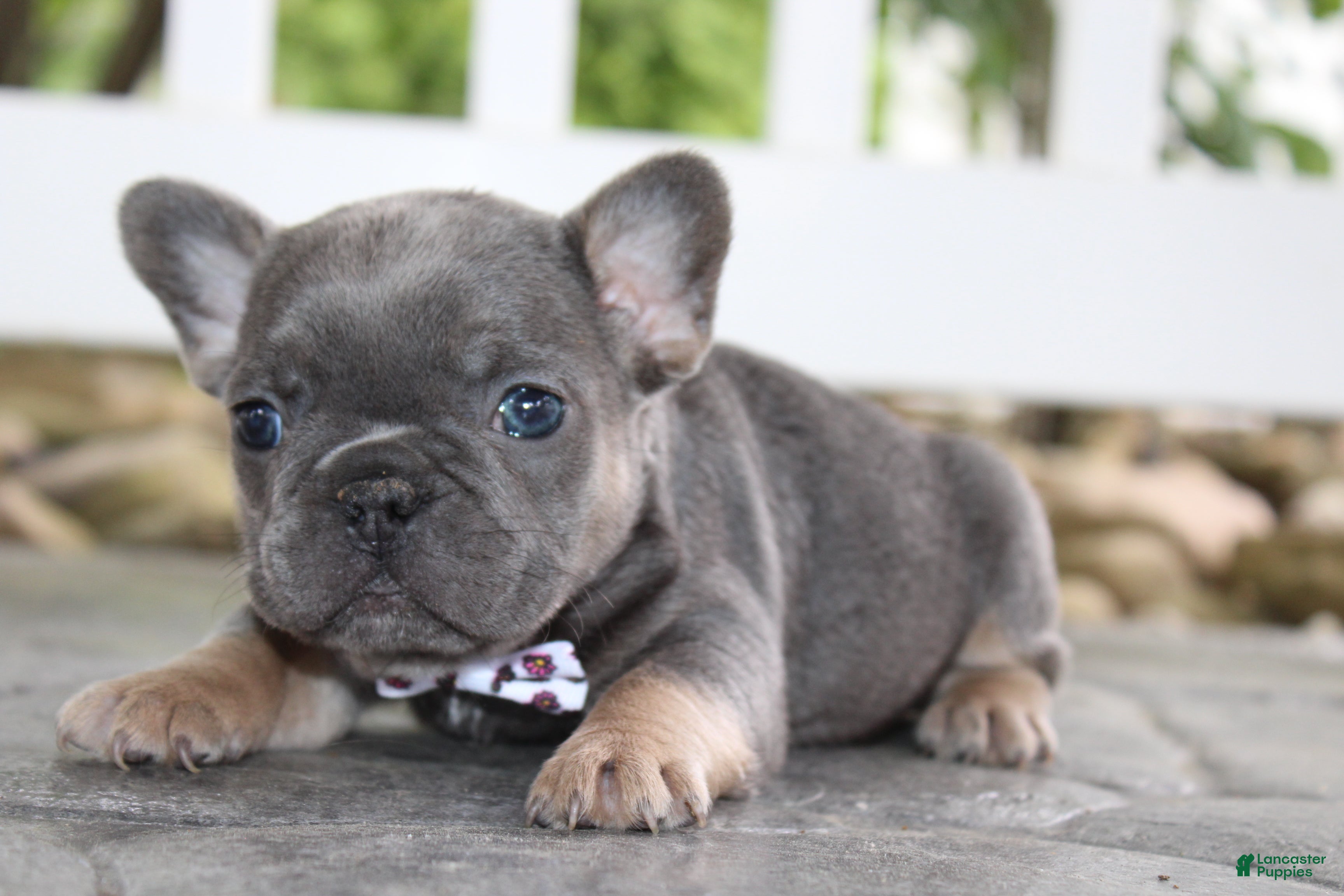 French Bulldog dogs for sale: AKC Zoe - Ad 9