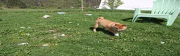 Shiba Inu dogs for sale: Fox - Ad 7
