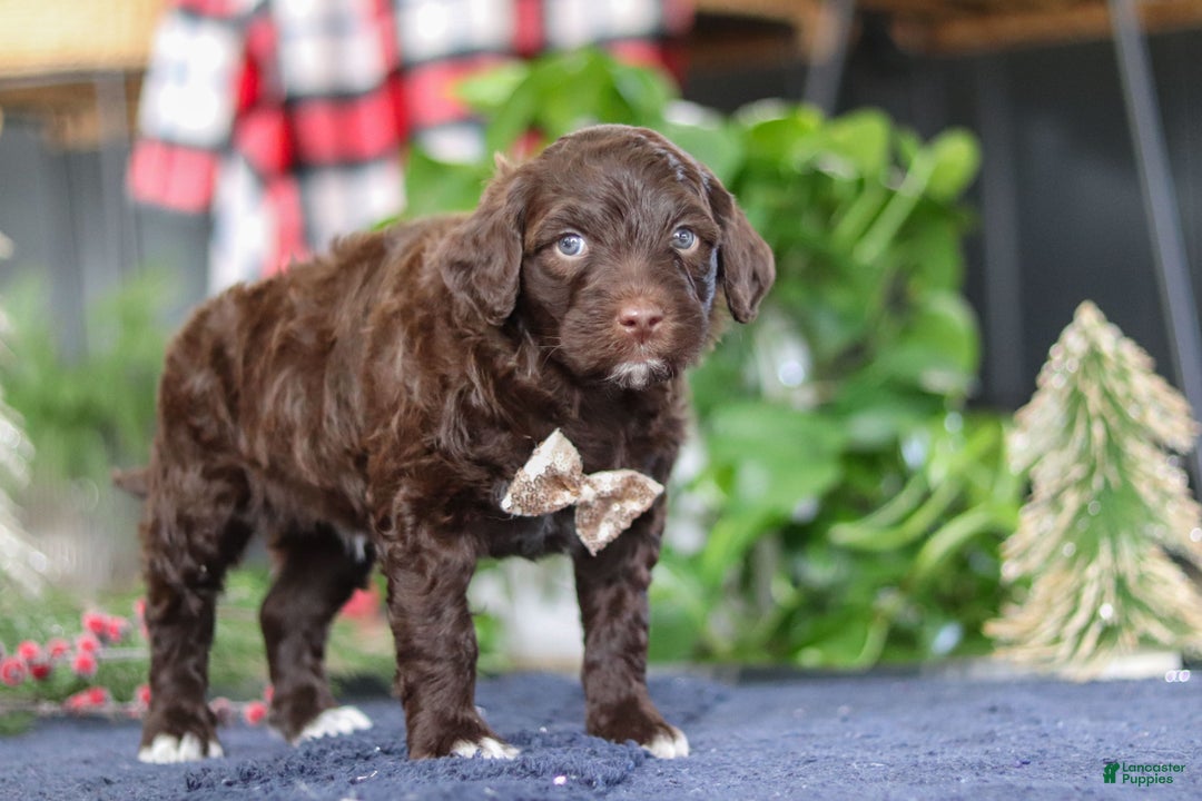 Portuguese Water Dog dogs for sale: Sonny - Ad 5