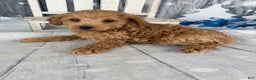 Cavapoo dogs for sale: Willy - Ad 12