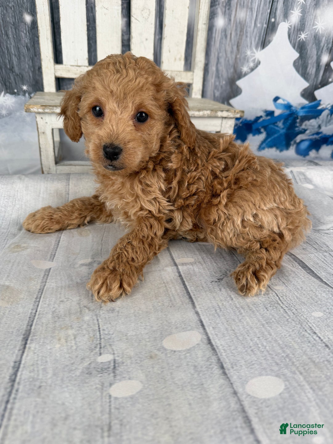 Cavapoo dogs for sale: Willy - Ad 12
