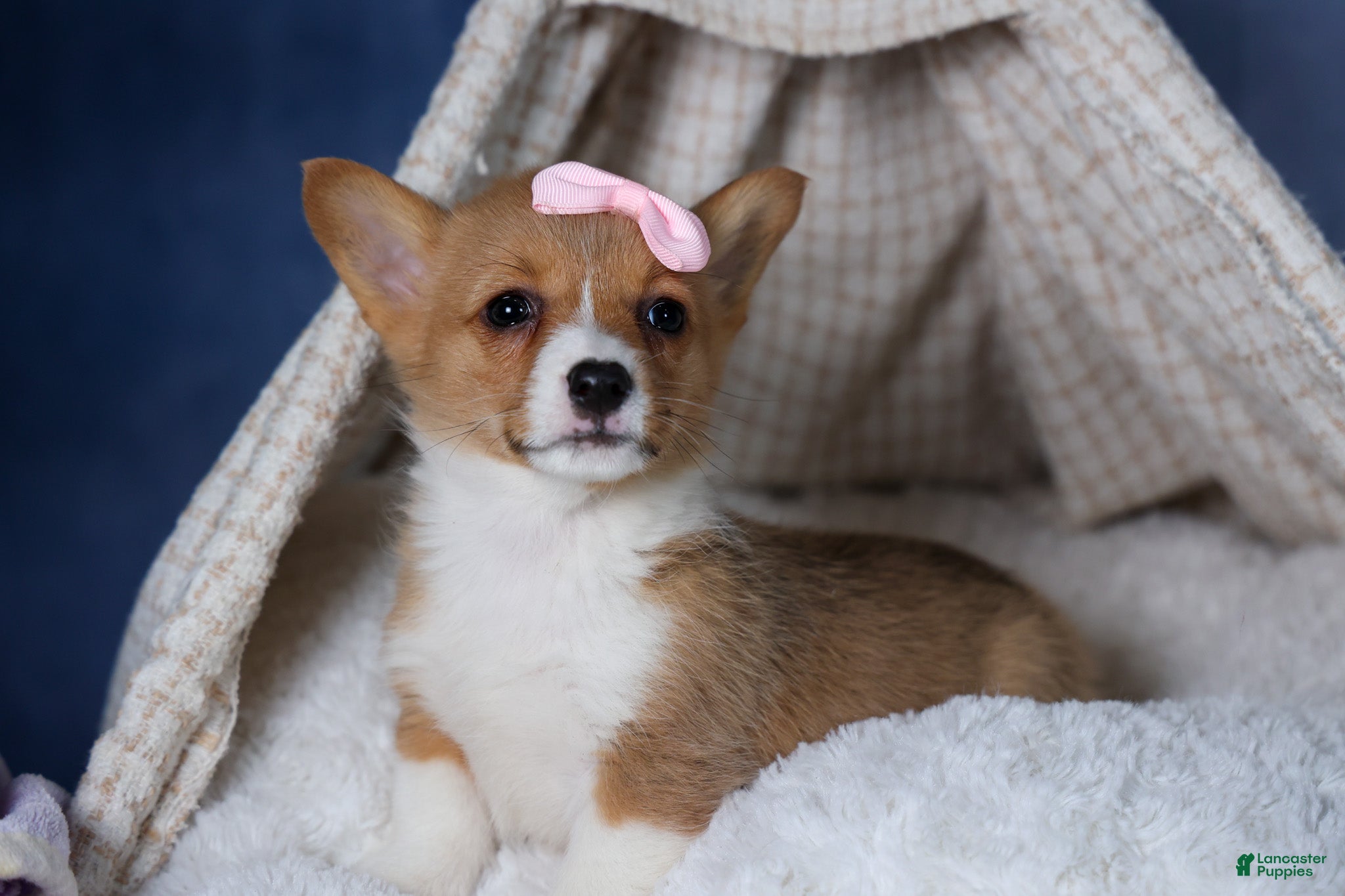 Welsh Corgi Pembroke dogs Amber - Ad 25