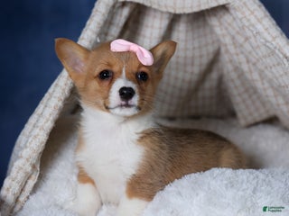 Welsh Corgi Pembroke dogs Amber - Ad 29