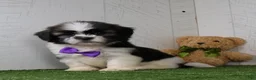 Shih Tzu dogs for sale: Cooper - Ad 3