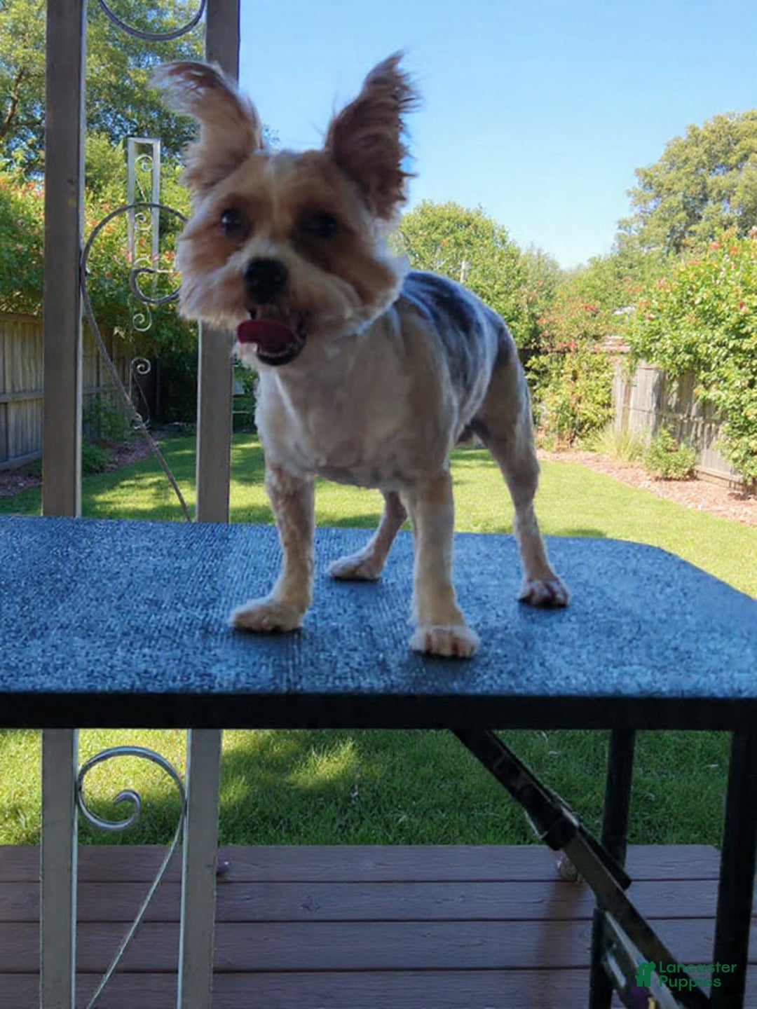 Mixed Breed dogs for sale: Milo - Ad 2