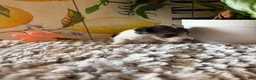 Wire Fox Terrier dogs for sale: Gazelle - Ad 5