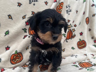 Miniature Schnauzer dogs - Ad 40