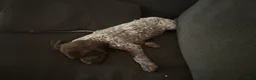 German Shorthaired Pointer dogs for sale: Bronco - Ad 3