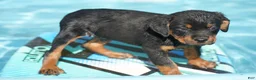 Rottweiler dogs for sale: Rottweiler litter of 5 puppies - Ad 15
