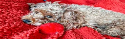 Toy Poodle dogs for sale: Toy Poodle 2 - Ad 2