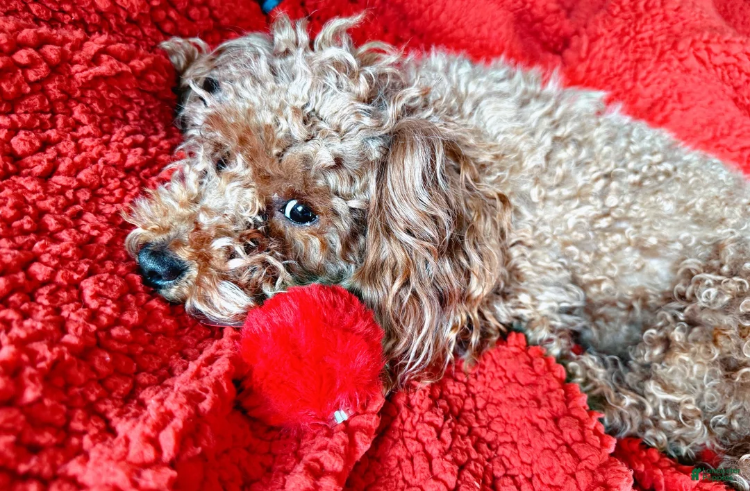 Toy Poodle dogs for sale: Toy Poodle 2 - Ad 2
