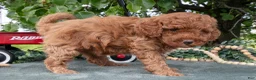 Miniature Poodle dogs for sale: Sadie - Ad 3