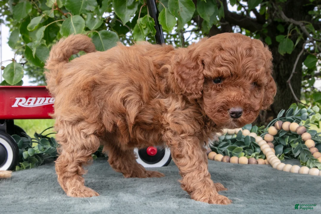 Miniature Poodle dogs for sale: Sadie - Ad 3
