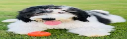 Sheepadoodle dogs for sale: Oreo - Ad 6
