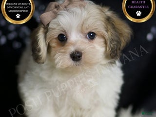 Maltipoo dogs - Ad 9