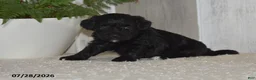 Maltipoo dogs for sale: Princess - Ad 4