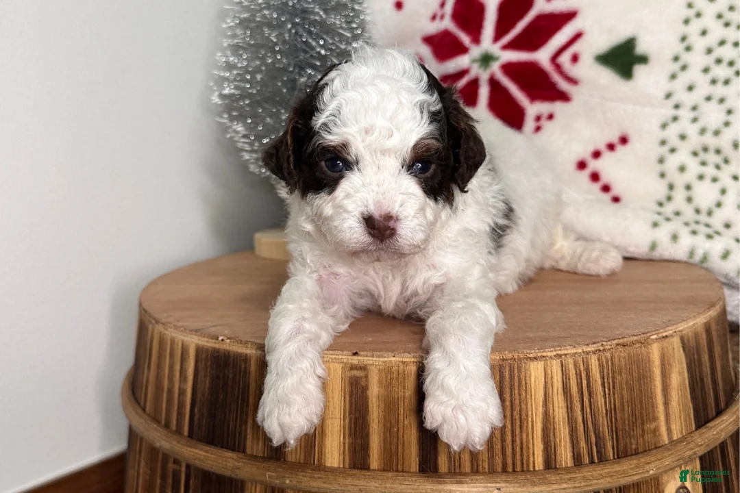Cavapoo dogs for sale: Comet - Ad 2