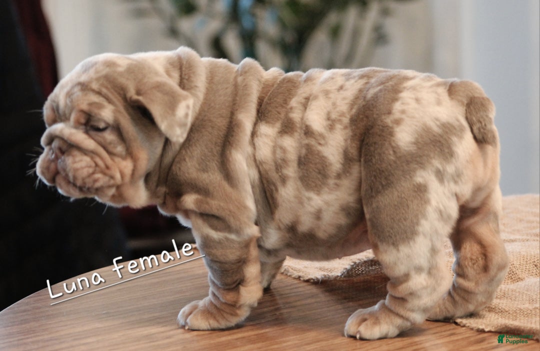English Bulldog dogs for sale: English Bulldog Puppy 2 - Ad 7