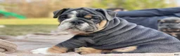 English Bulldog dogs for sale: Hugs - Ad 9