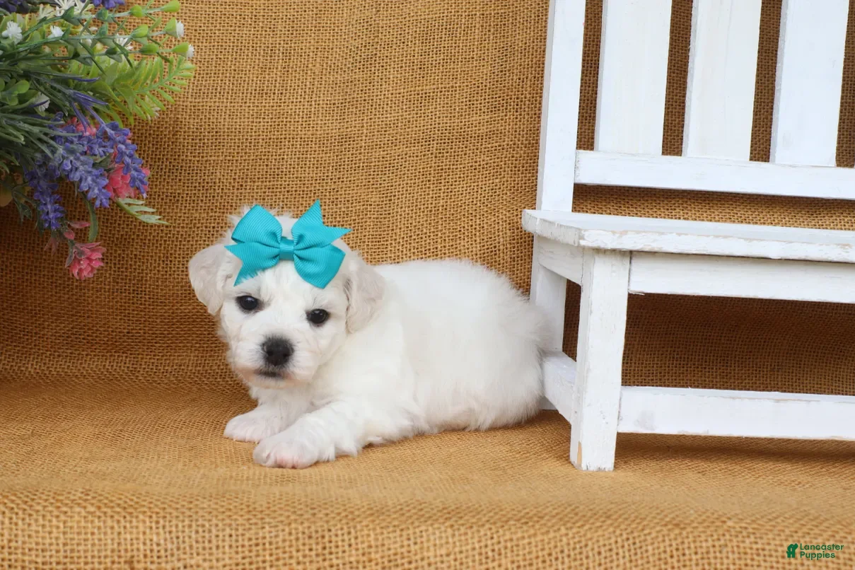 Bichon Frise dogs Aurora  - Ad 2