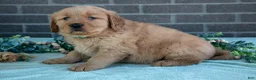 Golden Retriever dogs for sale: Trinity - Ad 1