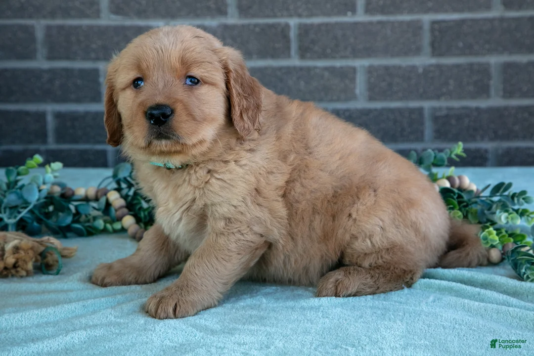 Golden Retriever dogs for sale: Trinity - Ad 1