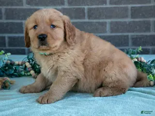 Golden Retriever dogs for sale: Trinity - Ad 1