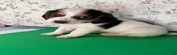 Mixed Breed dogs for sale: Wave - Ad 12