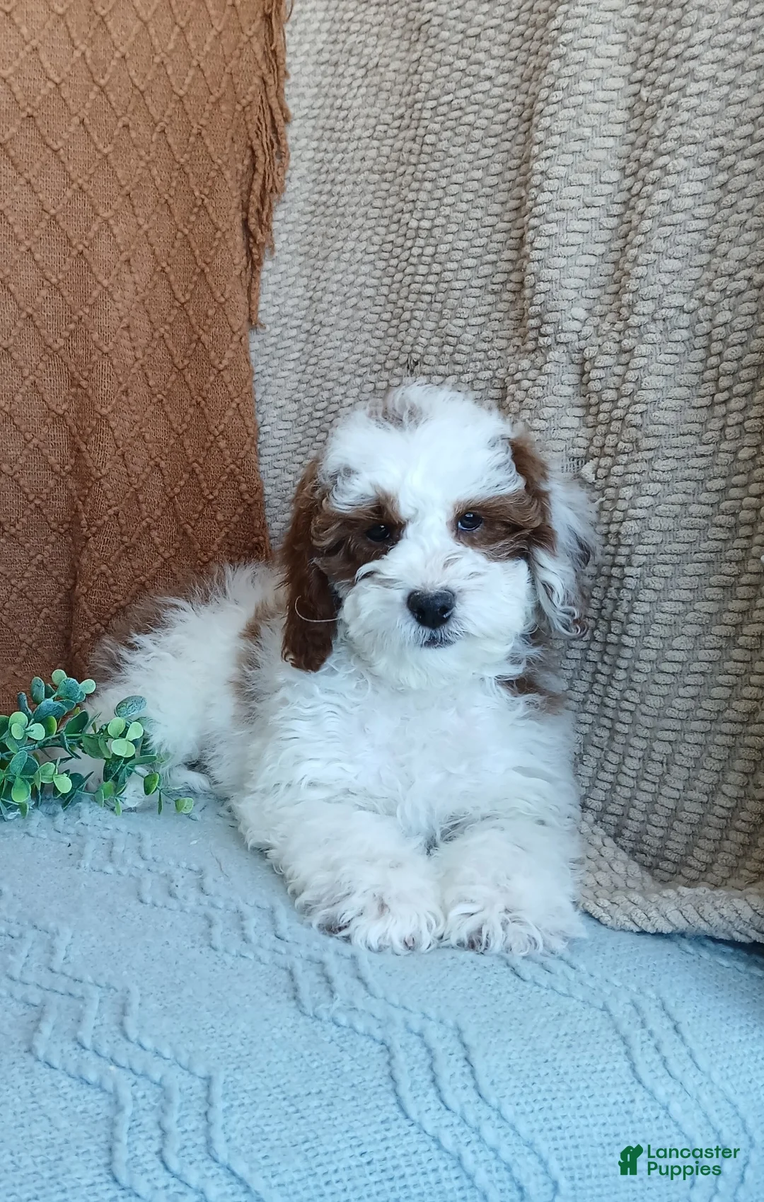 Cavapoo dogs for sale: Smokey  - Ad 2