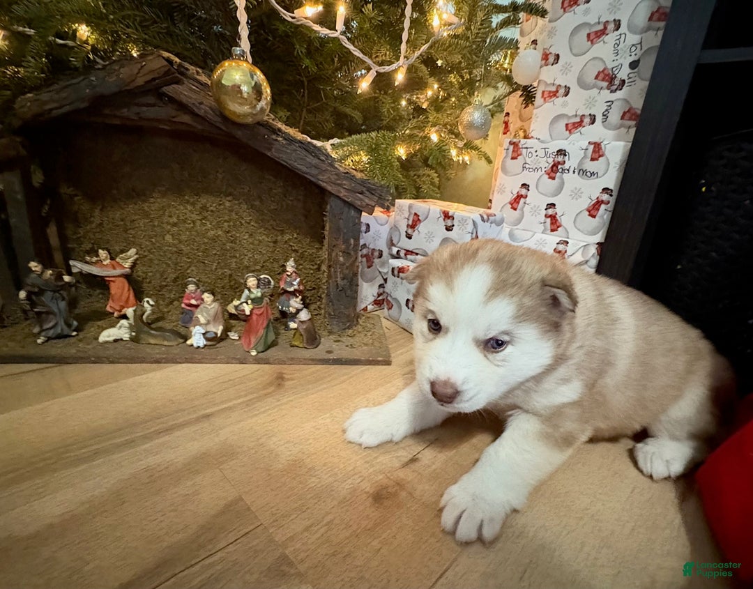 Mixed Breed dogs for sale: Rosie - Ad 2