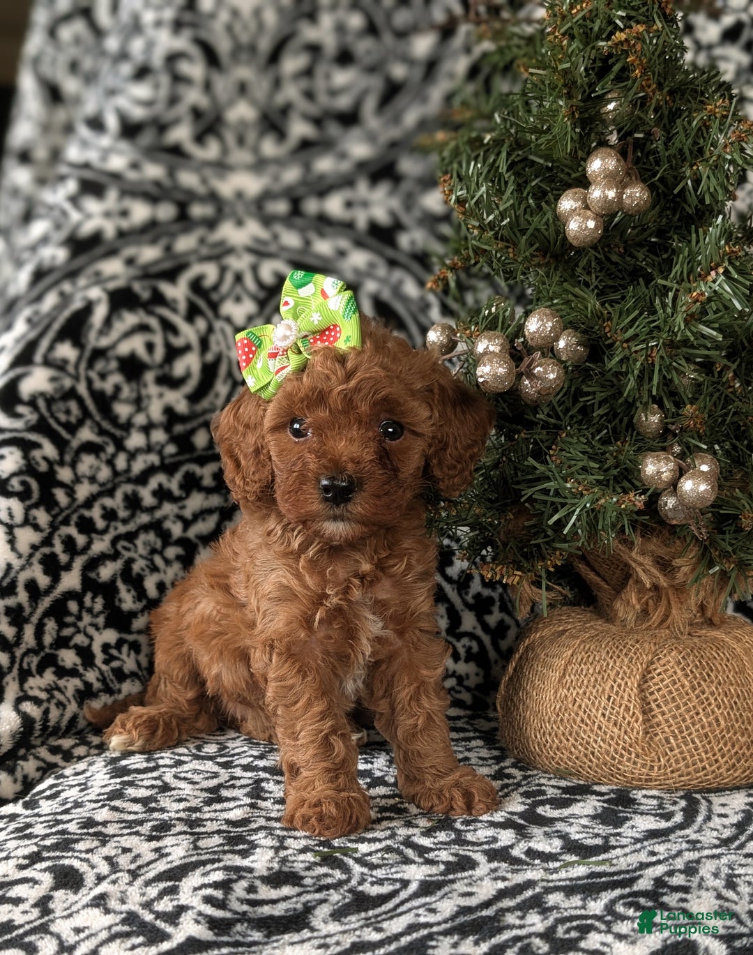 Cavapoo dogs for sale: Camryn Hypoallergenic - Ad 4
