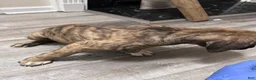 Presa Canario dogs for sale: Presa Canario 10 - Ad 2