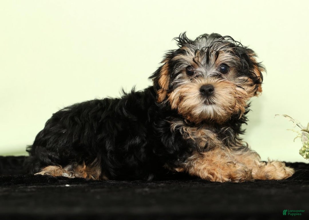 Yorkiepoo dogs for sale: Hayden - Ad 4