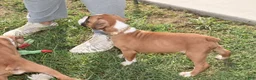 Boxer dogs for sale: SAGE - Ad 4