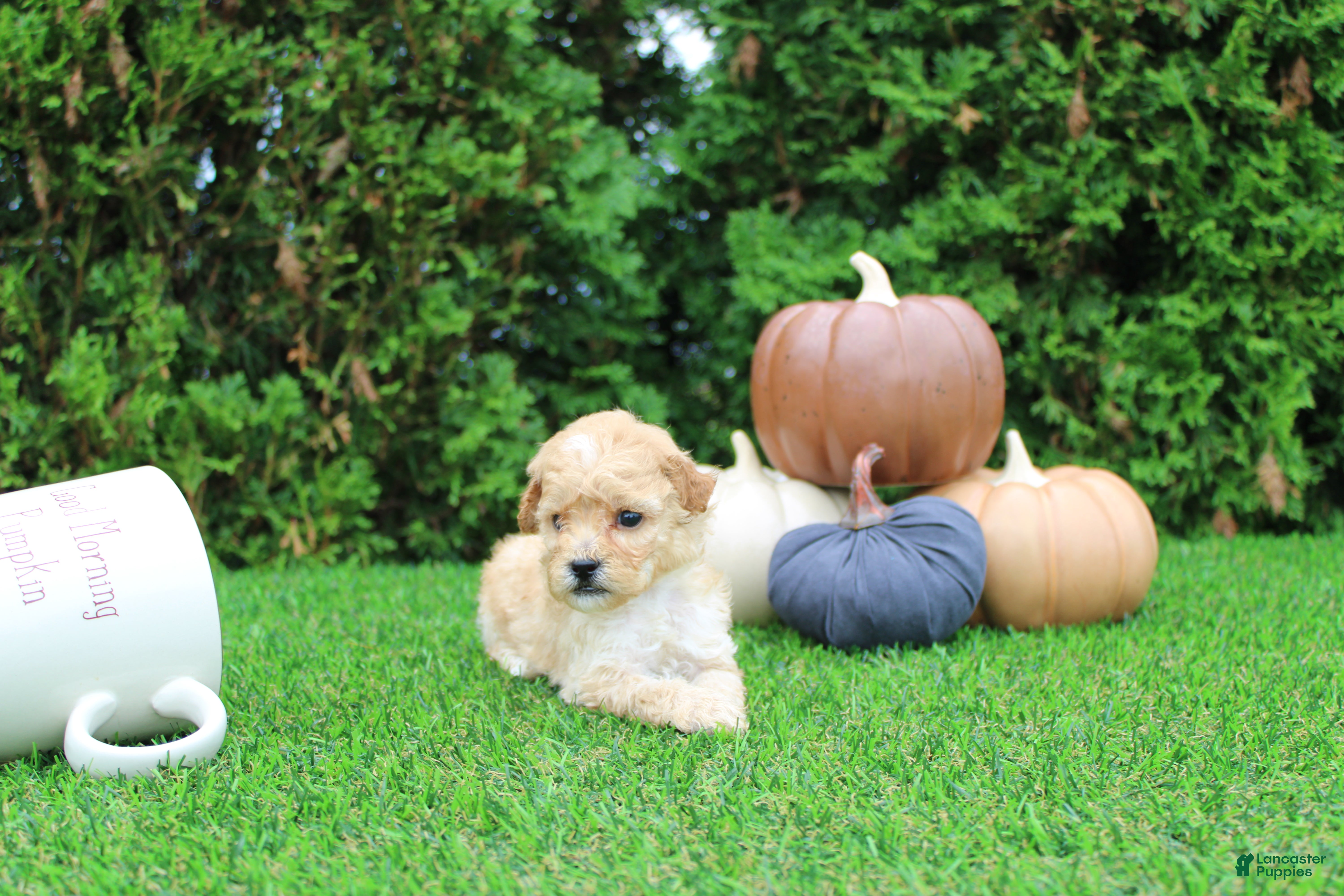 Toy Poodle dogs AKC Emmett(tiny) - Ad 36