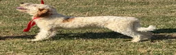 Labradoodle dogs for sale: Patty - Ad 3