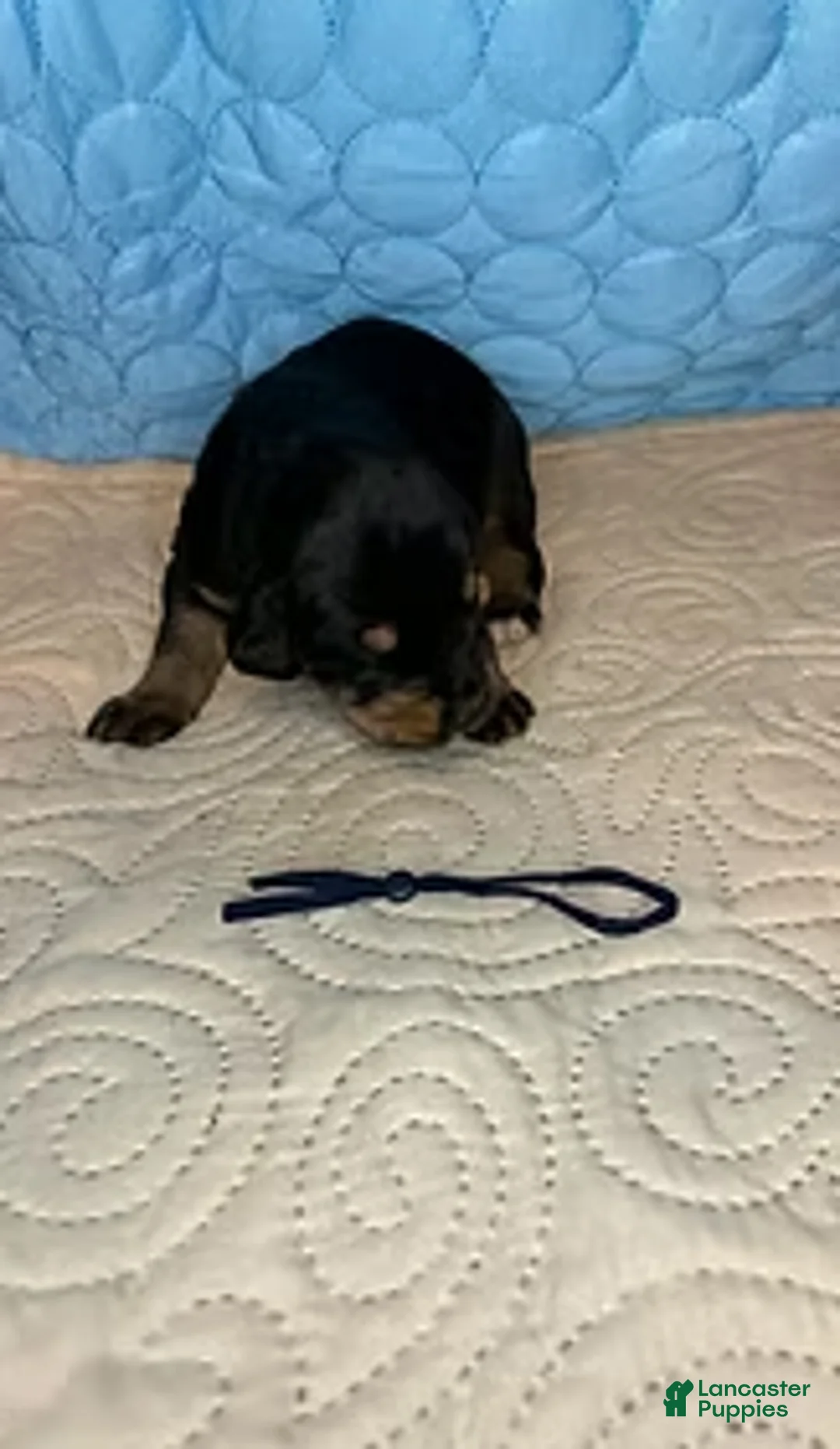 Mixed Breed dogs for sale: Charlie - Ad 4