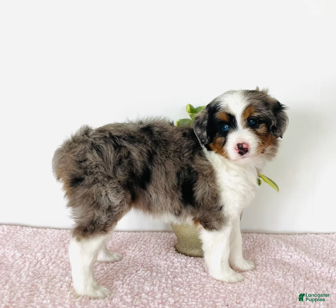 Mini Aussiedoodle dogs for sale: Indie - Ad 1