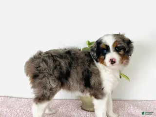 Mini Aussiedoodle dogs for sale: Indie - Ad 3