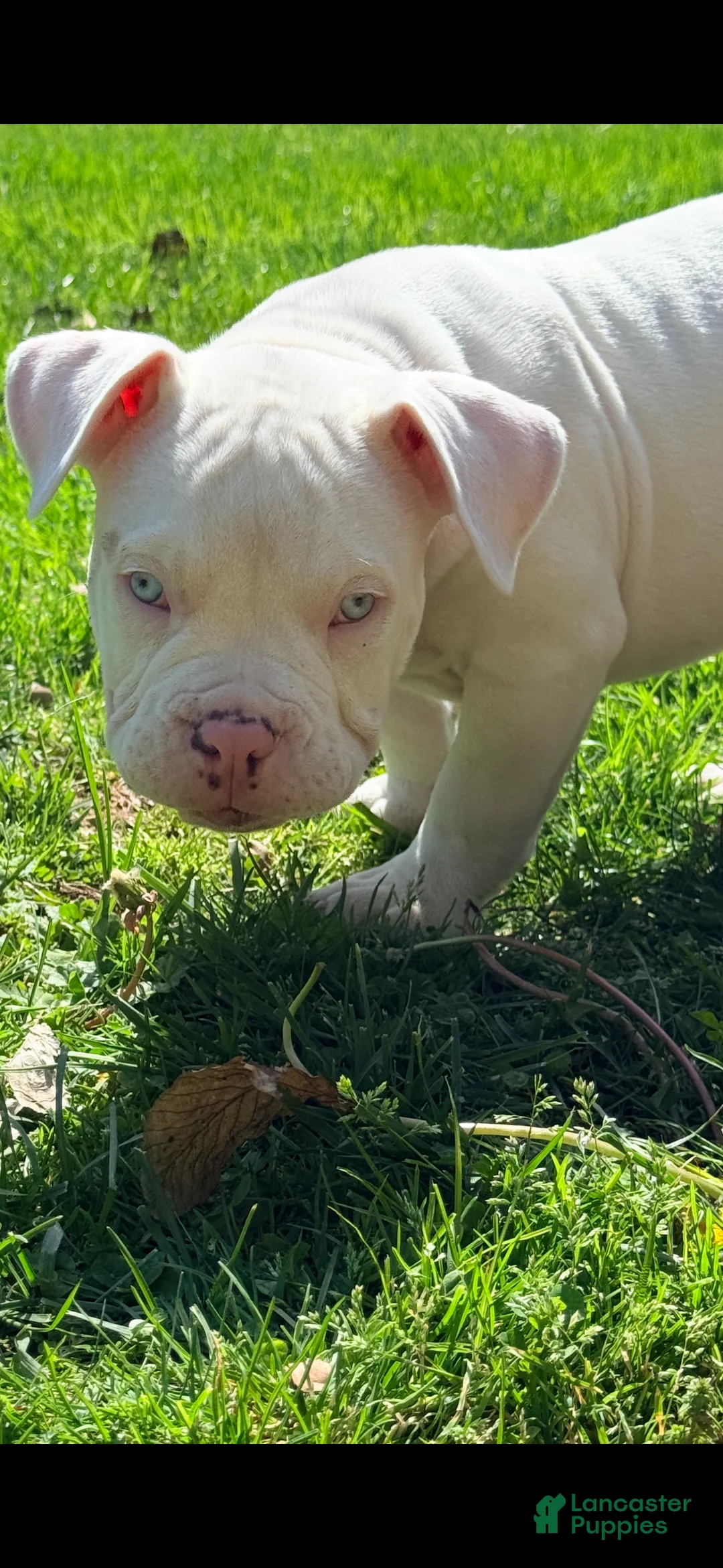 American Bully dogs for sale: American Bully Puppy 5 - Ad 1