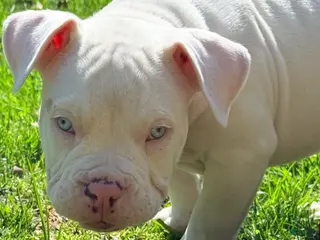 American Bully dogs for sale: American Bully Puppy 5 - Ad 3