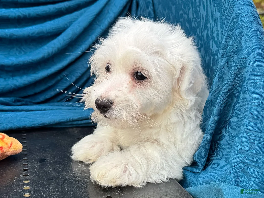 Mixed Breed dogs for sale: Stan - Ad 2