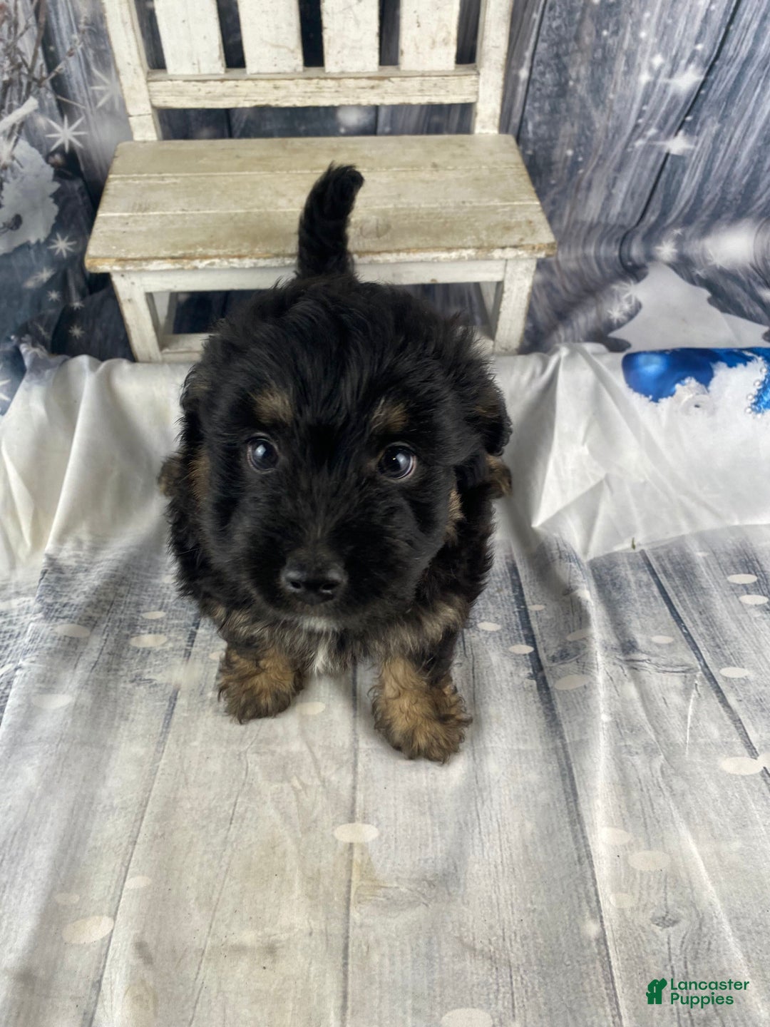Mini Aussiedoodle dogs for sale: Isaiah - Ad 7