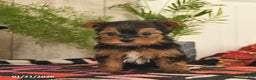 Yorkshire Terrier dogs for sale: Sunshine  - Ad 2