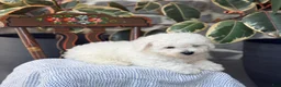 Bichon Frise dogs for sale: Jethro - Ad 15