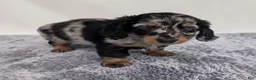 Miniature Dachshund dogs for sale: Lane - Ad 1