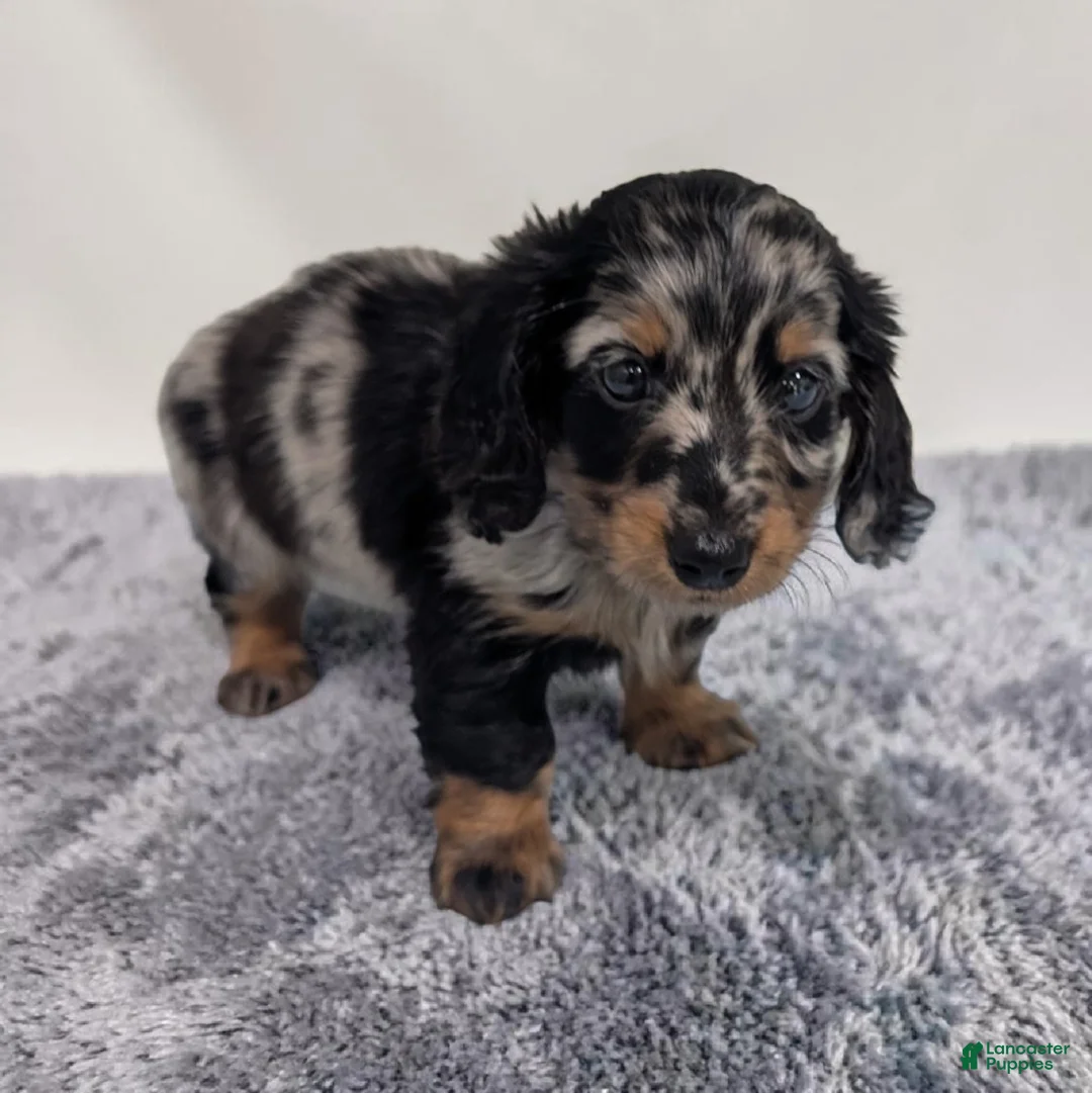 Miniature Dachshund dogs for sale: Lane - Ad 1