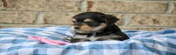 Morkie dogs for sale: Linda - Ad 4