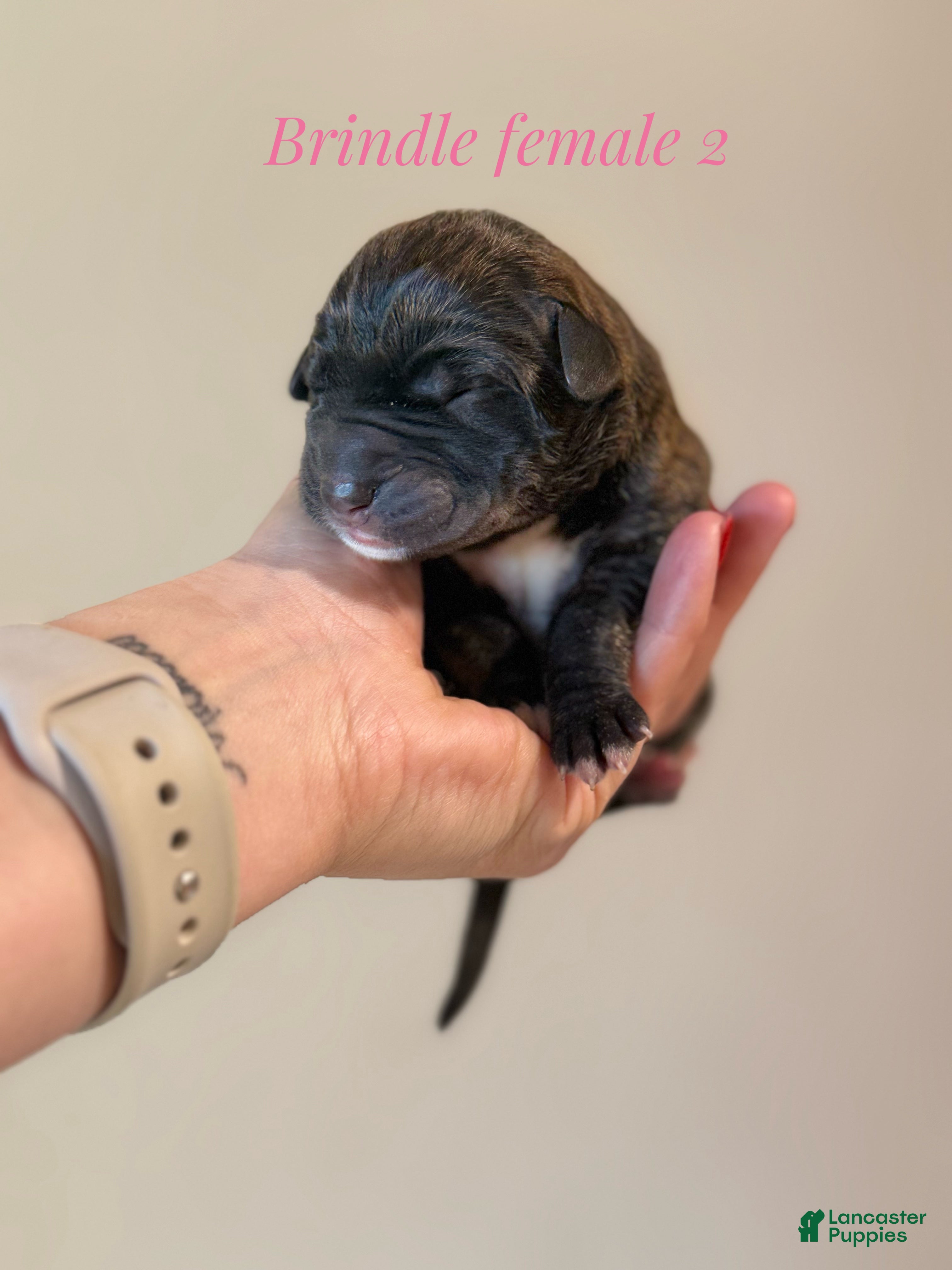 Great Dane dogs Great Dane Puppy 4 - Ad 42